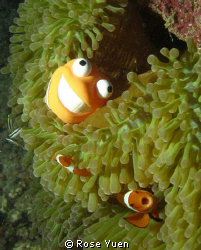 Poppy (my scuba pet) visits his relatives and they are "s... by Rose Yuen 